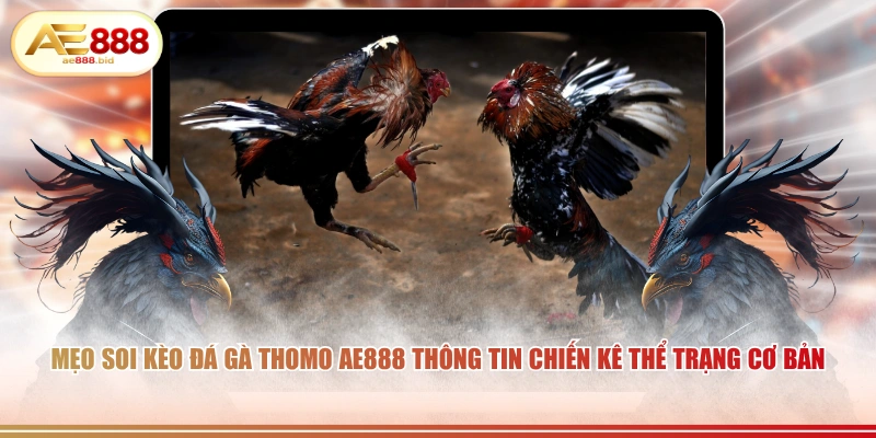 Mẹo Soi Kèo Đá Gà Thomo Từ Cao Thủ AE888 Chia Sẻ 2 Mẹo soi kèo đá gà Thomo AE888 thông tin chiến kê thể trạng cơ bản.