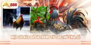 mẹo soi kèo đá gà Thomo ăn tiền tỷ từ cao thủ