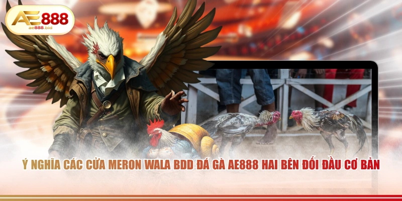 Ý Nghĩa Các Cửa Meron, Wala, BDD Trong Đá Gà AE888 2 Ý nghĩa các cửa Meron Wala BDD đá gà AE888 hai bên đối đầu cơ bản.