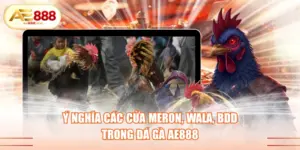 Ý nghĩa các cửa Meron, Wala, BDD trong đá gà AE888